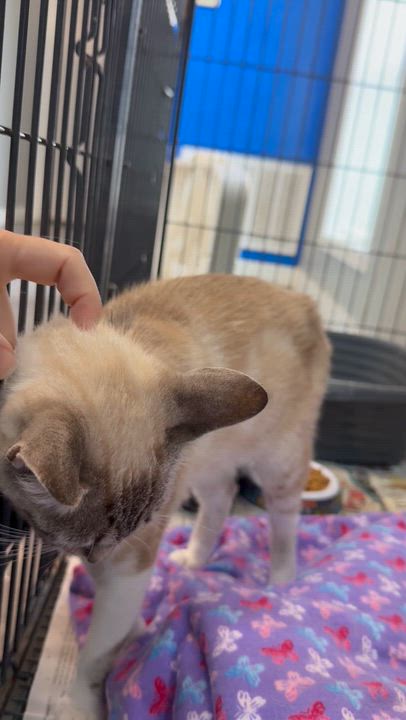 Enlarge Ginger, a Adoptable mixed breed in Bronx, NY video 2/2