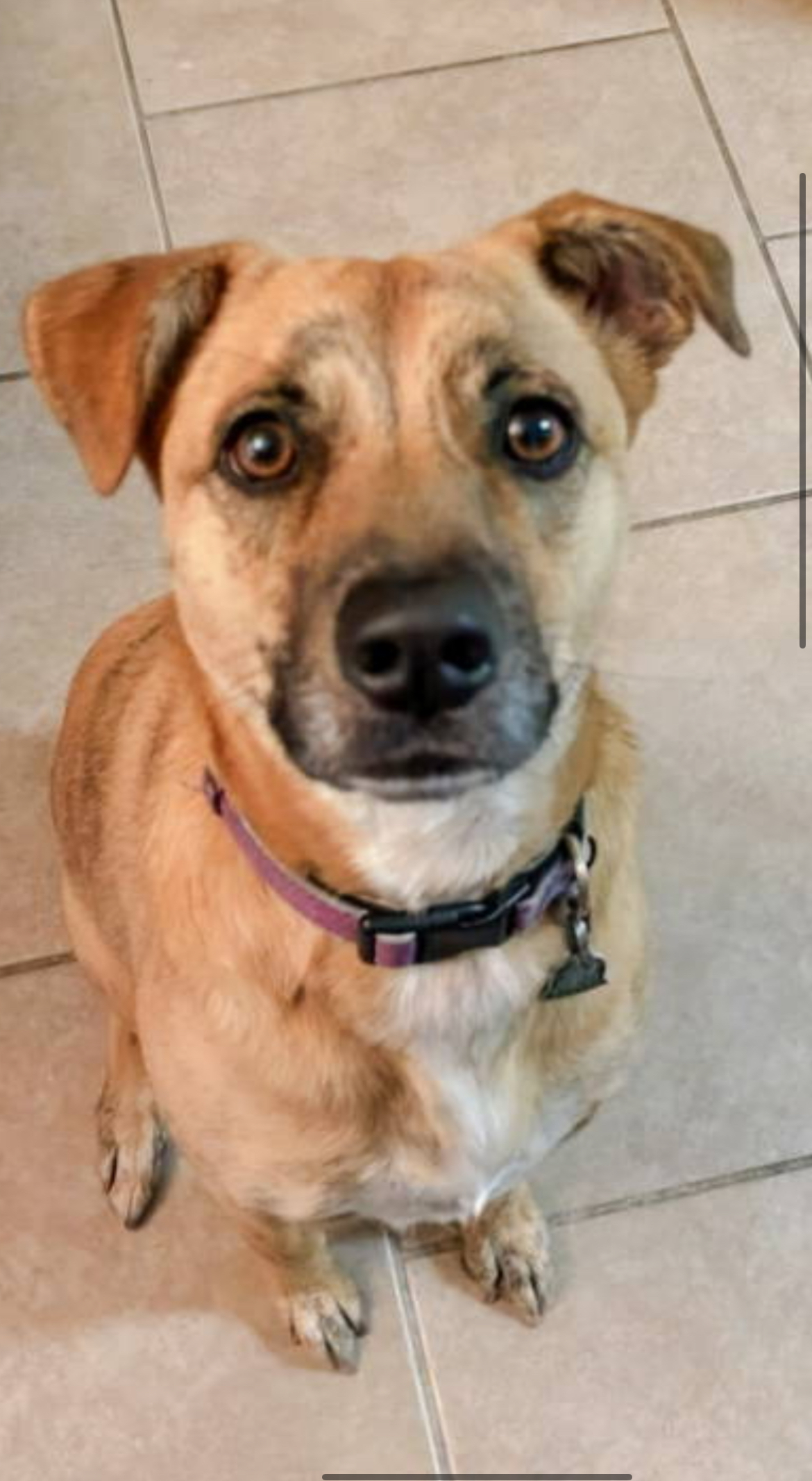 Enlarge Daisy FKA Dusty, a Adopted Shepherd in Kenner, LA image 1/1