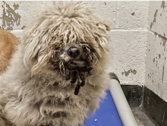 Llama, adopted, Senior Male Miniature Poodle & Bichon Frise.