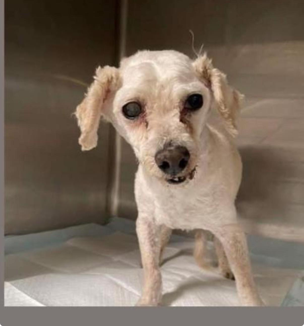 Enlarge Llama, an adopted mixed breed in Wingdale, NY image 2/2