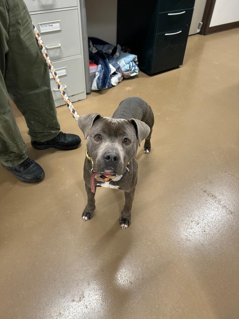 Enlarge Bluey, a Adoptable Pit Bull Terrier in Springfield, TN image 1/1
