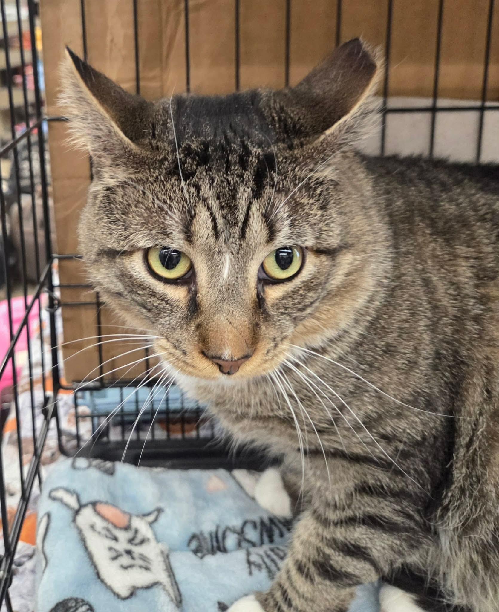 Enlarge Kai, an adopted American Shorthair in East Orange, NJ image 2/2