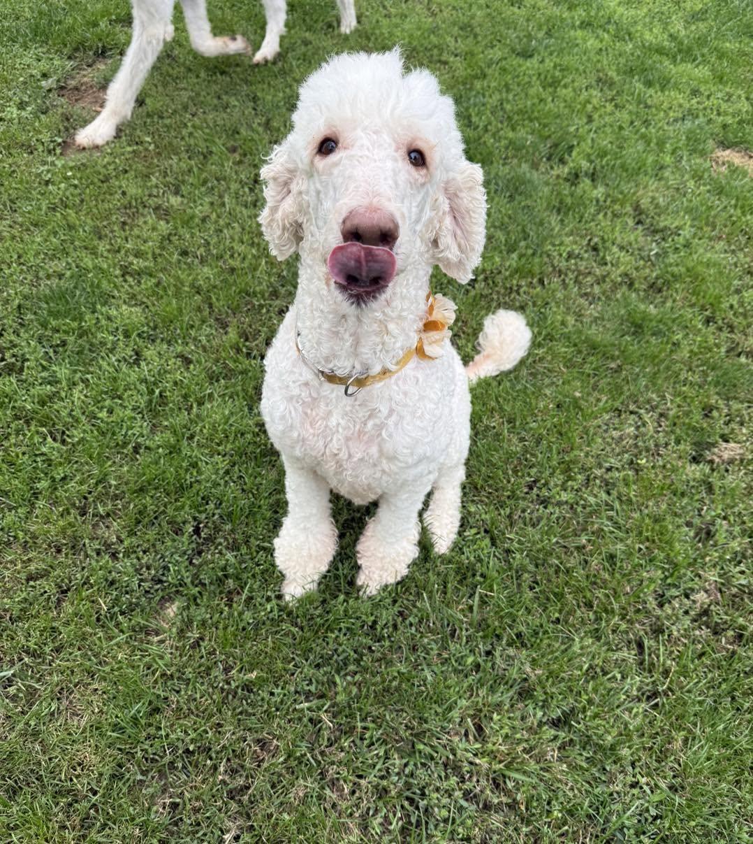 Faith, a ADOPTABLE Poodle in Hagerstown, MD image 2/6