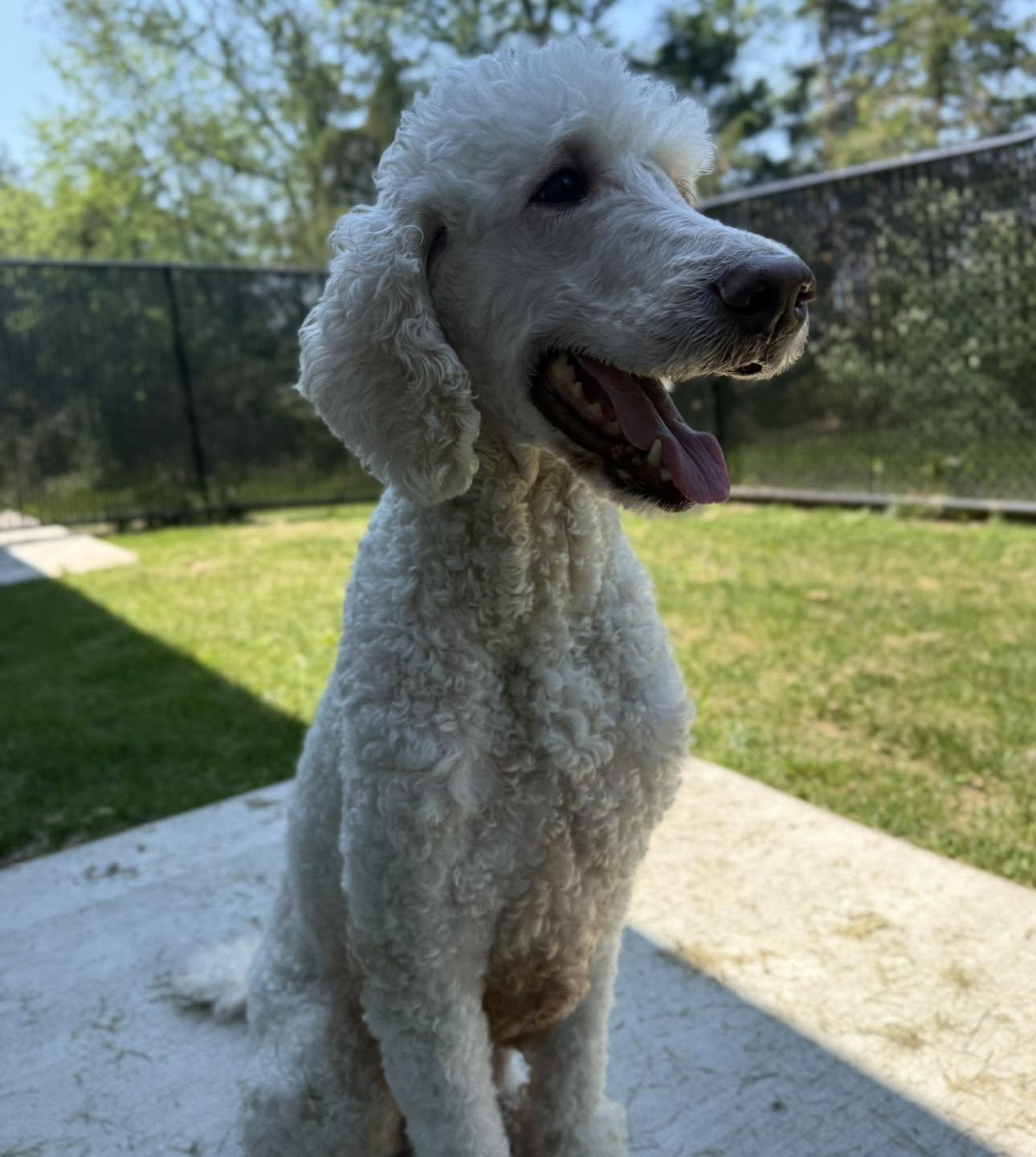 Faith, a ADOPTABLE Poodle in Hagerstown, MD image 3/6