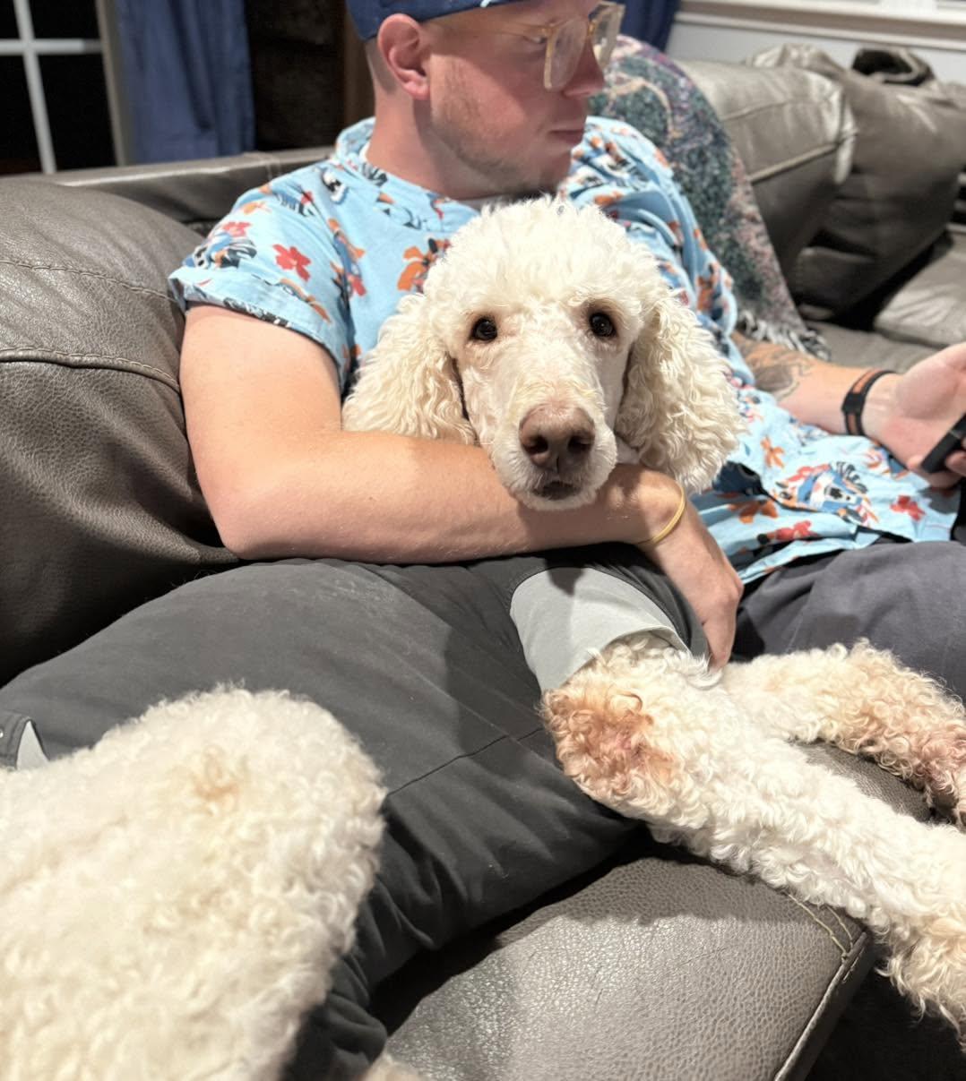Faith, a ADOPTABLE Poodle in Hagerstown, MD image 5/6