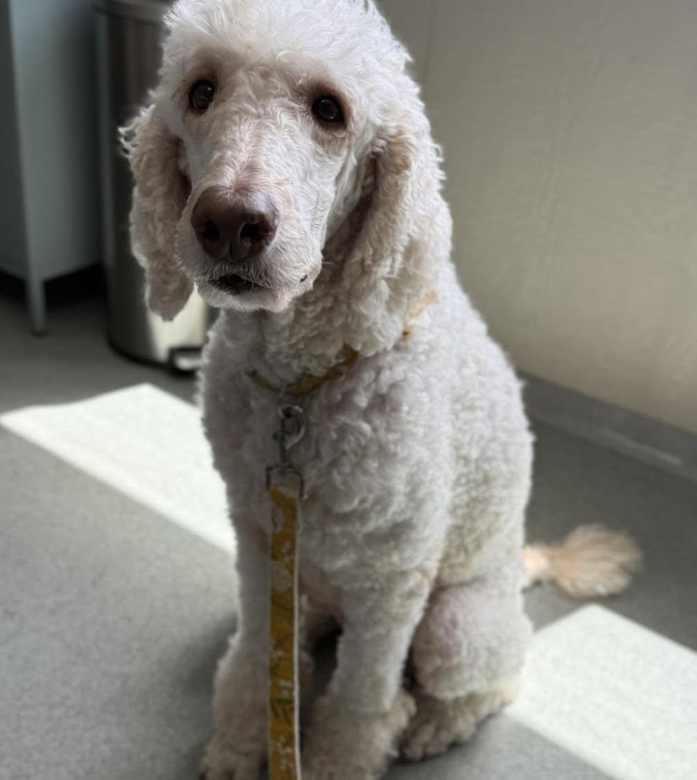 Faith, a ADOPTABLE Poodle in Hagerstown, MD image 1/6