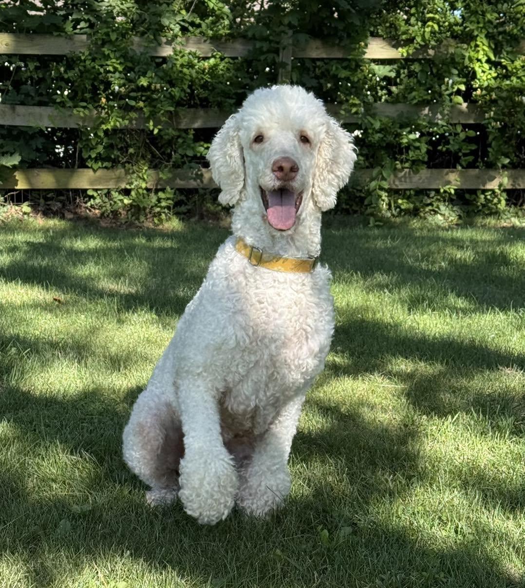 Faith, a ADOPTABLE Poodle in Hagerstown, MD image 6/6