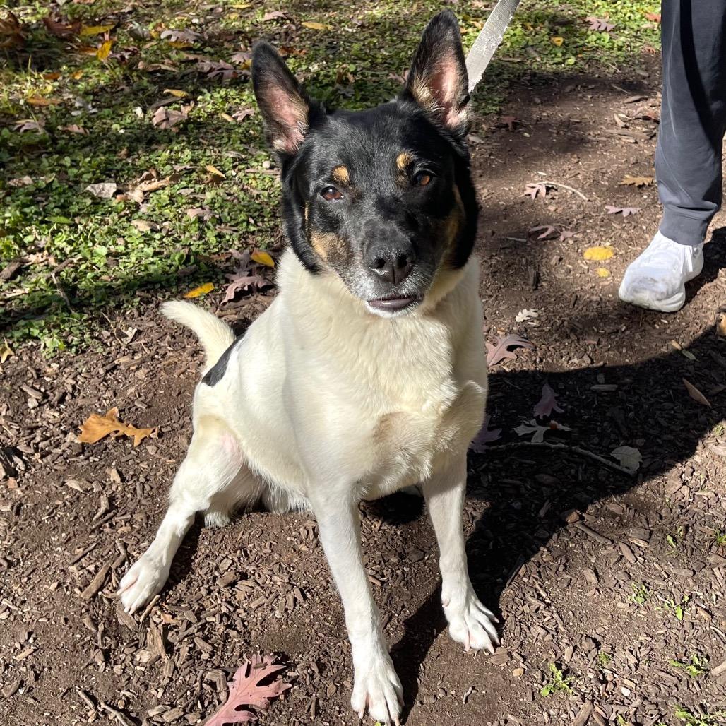 Enlarge Boyd, a Adoptable mixed breed in Deerfield, IL image 1/6