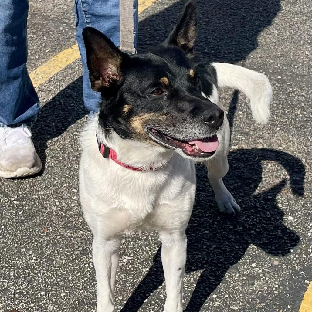 Enlarge Boyd, a Adoptable mixed breed in Deerfield, IL image 2/6