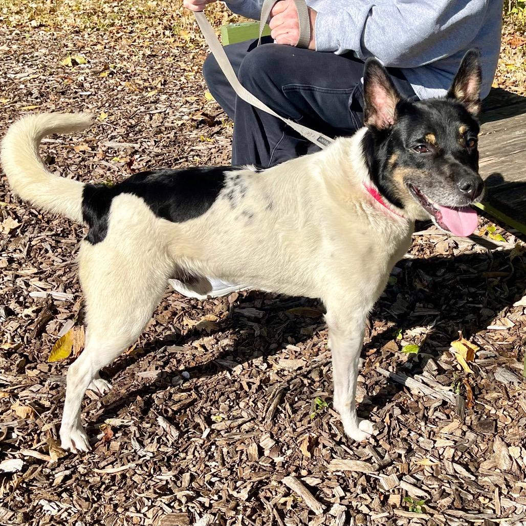 Boyd, Adoptable, Adult Male Australian Cattle Dog / Blue Heeler & Mixed Breed.