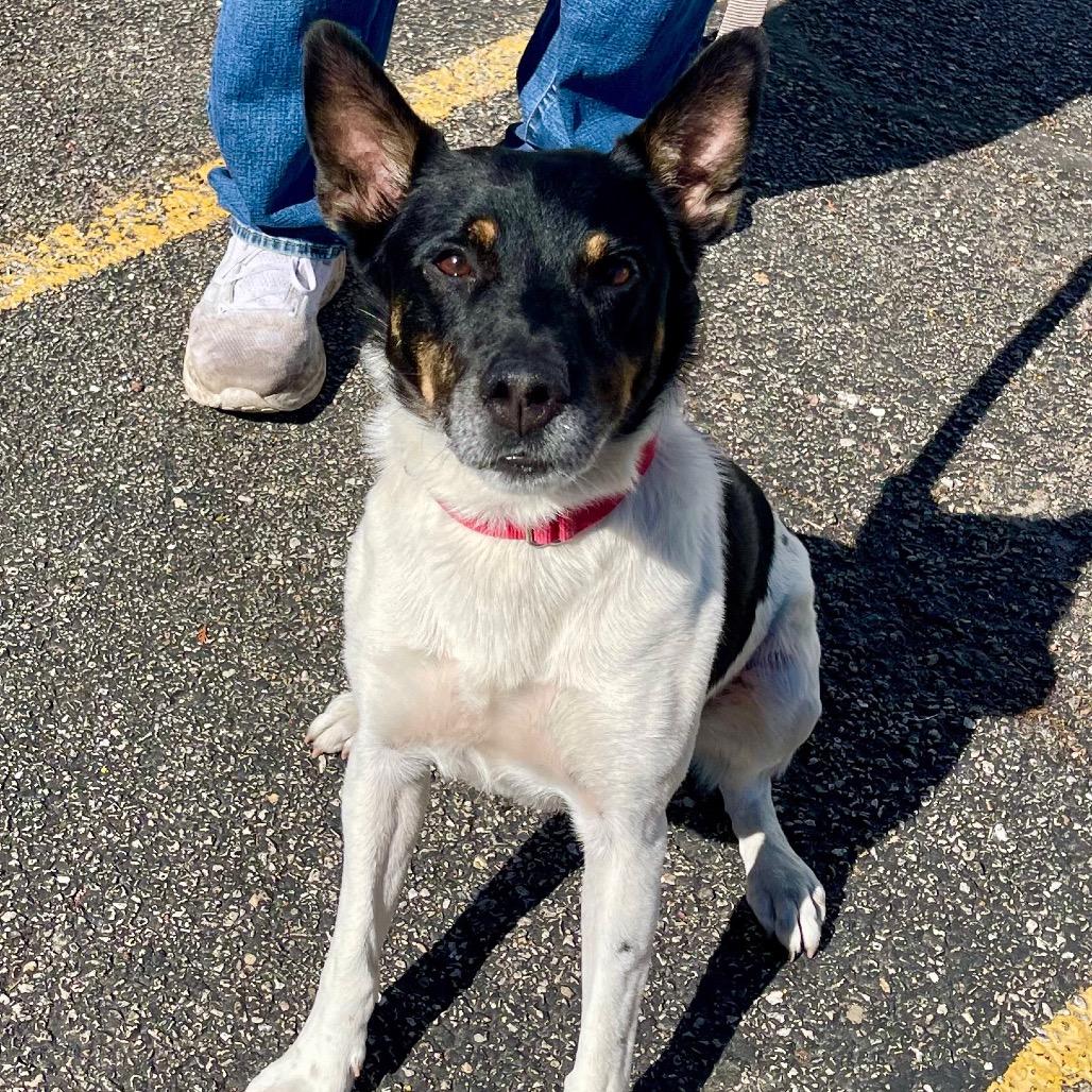 Enlarge Boyd, a Adoptable mixed breed in Deerfield, IL image 3/6
