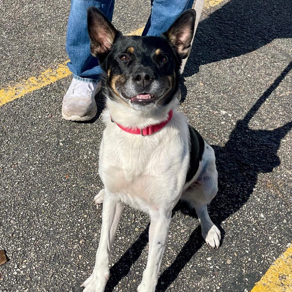 Enlarge Boyd, a Adoptable mixed breed in Deerfield, IL image 4/6