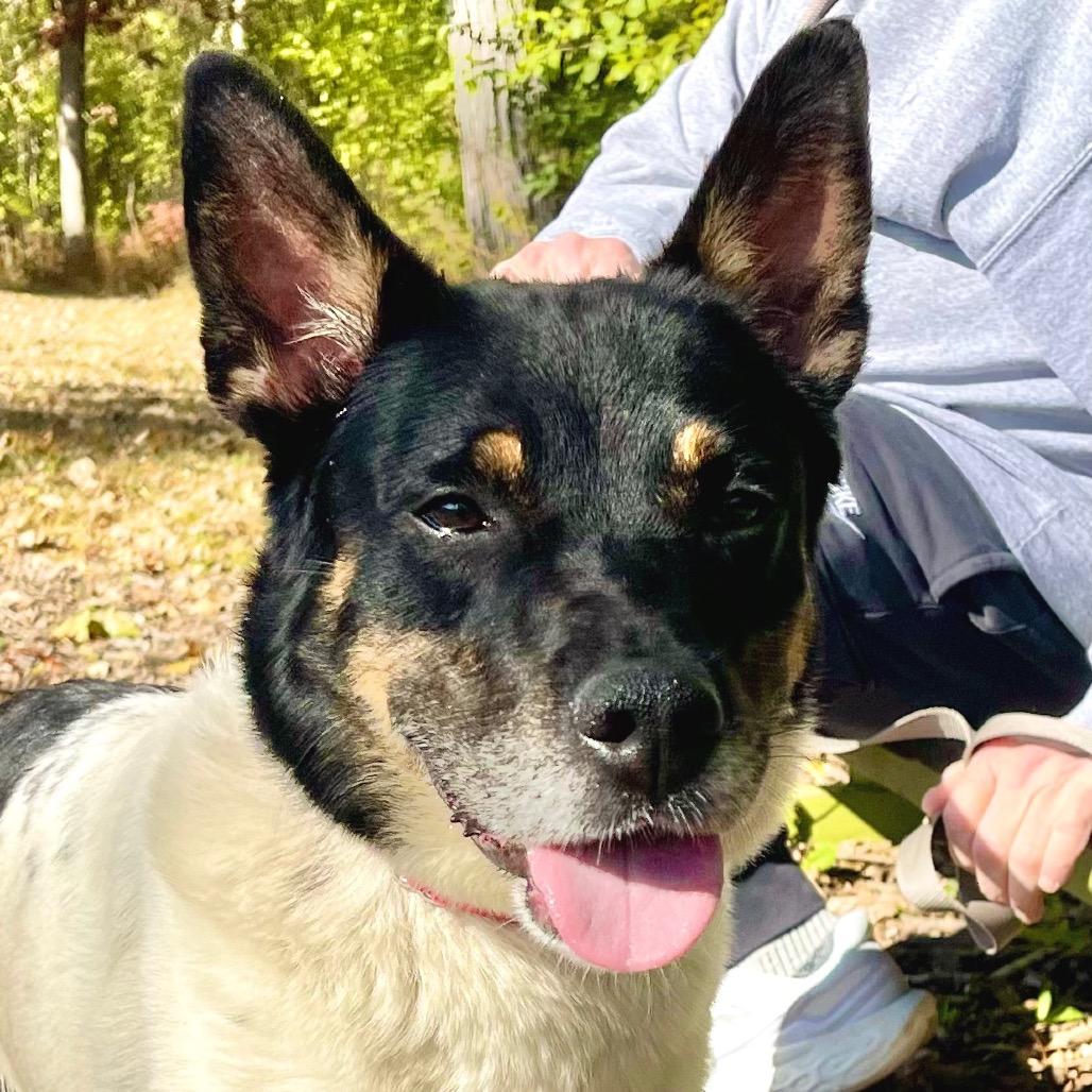 Boyd, Adoptable, Adult Male Australian Cattle Dog / Blue Heeler & Mixed Breed.
