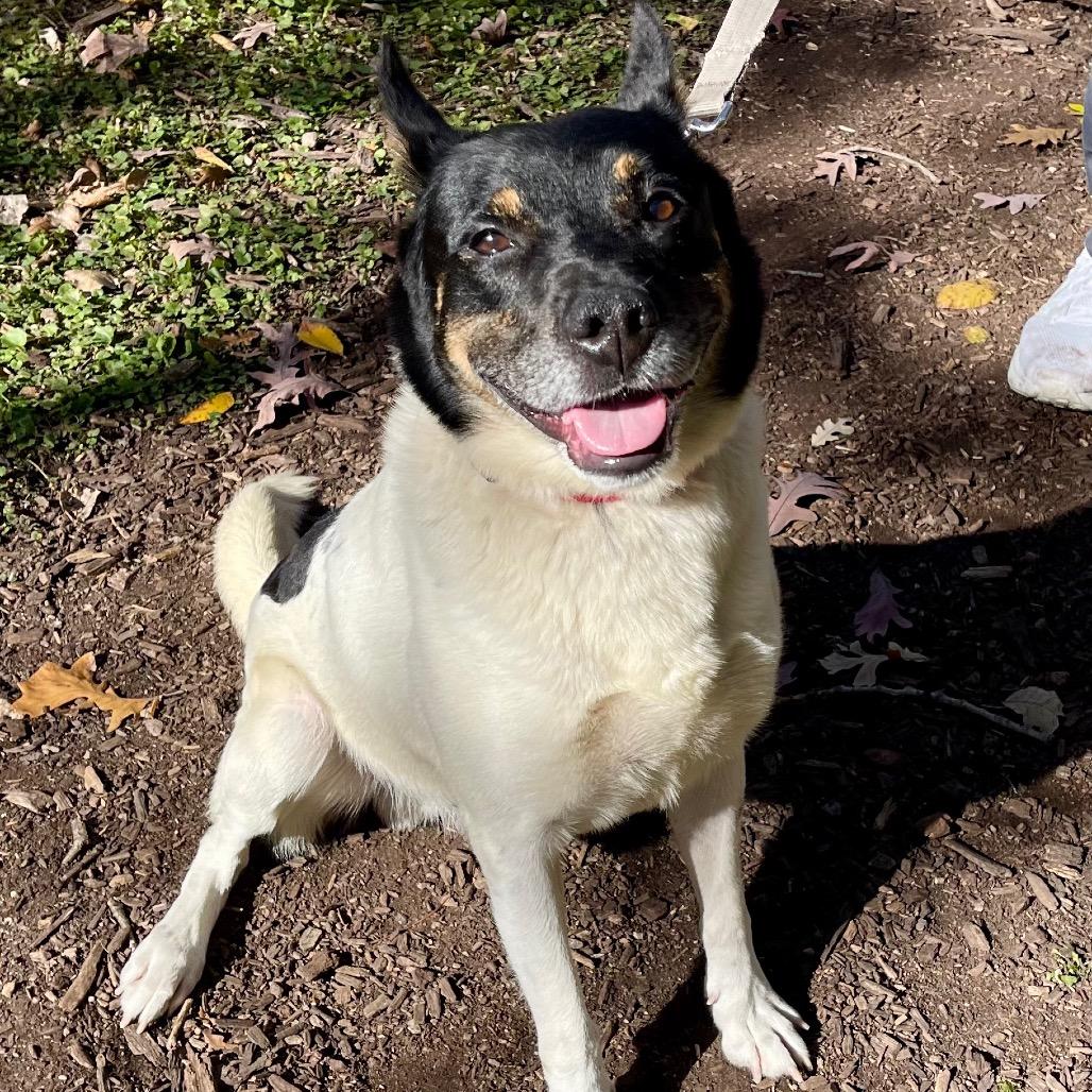 Boyd — thumbnail 3