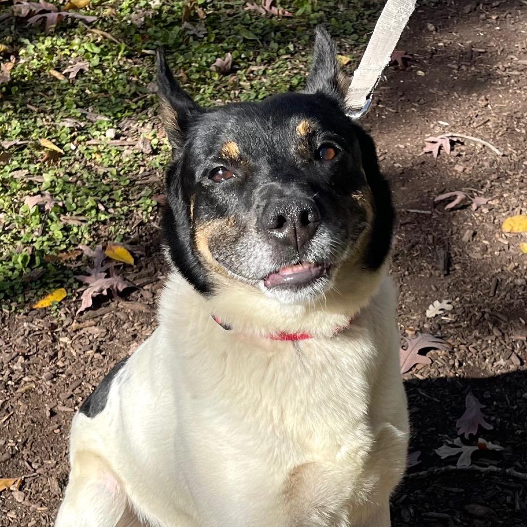 Enlarge Boyd, a Adoptable mixed breed in Deerfield, IL image 2/6