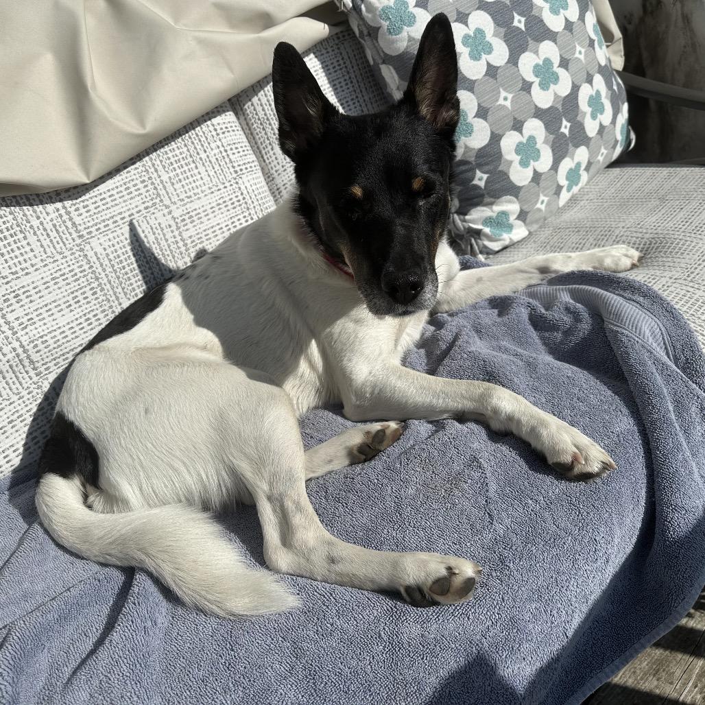 Boyd — thumbnail 5