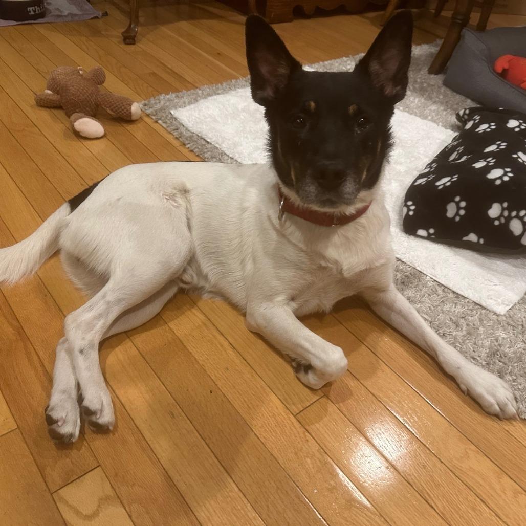 Enlarge Boyd, a Adoptable mixed breed in Deerfield, IL image 3/6