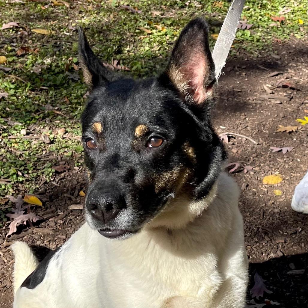Enlarge Boyd, a Adoptable mixed breed in Deerfield, IL image 5/6