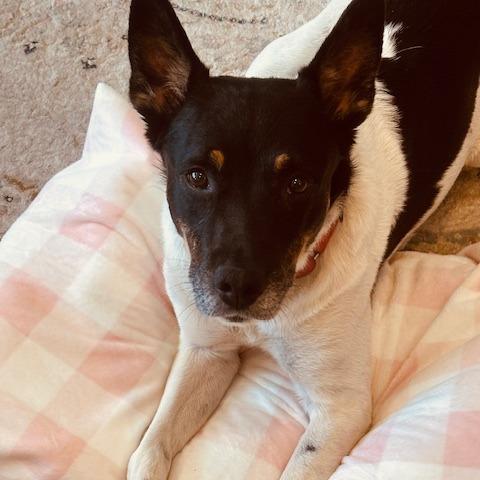 Enlarge Boyd, a Adoptable mixed breed in Deerfield, IL image 4/6