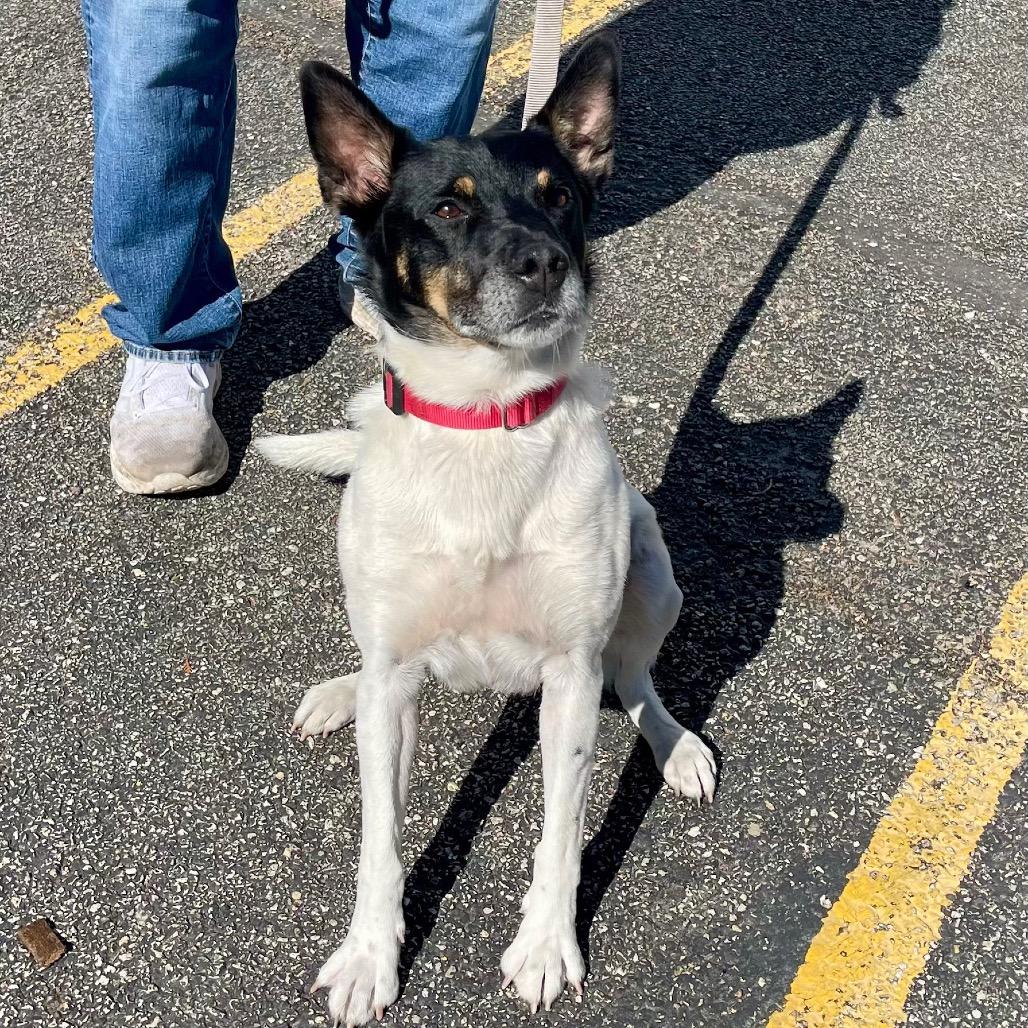Enlarge Boyd, a Adoptable mixed breed in Deerfield, IL image 6/6