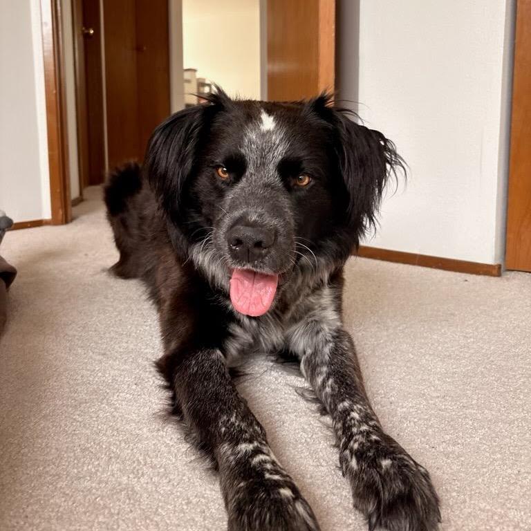 Enlarge Huck, a Adoptable mixed breed in Tacoma, WA image 2/4
