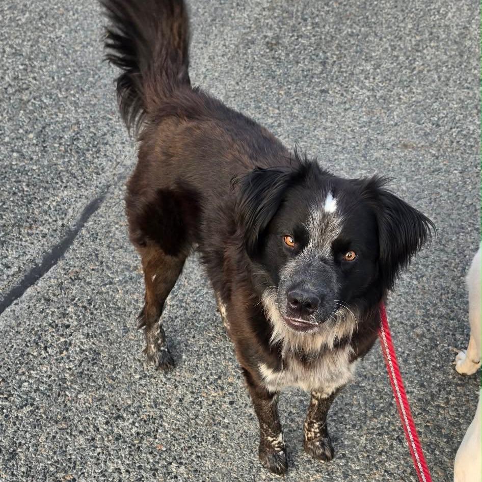 Enlarge Huck, a Adoptable mixed breed in Tacoma, WA image 3/4