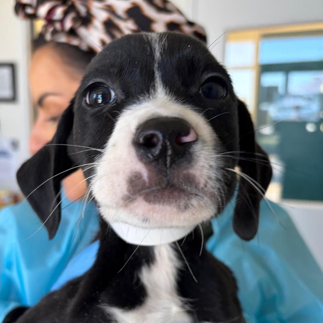 Hank, Adoptable, Puppy Male Terrier & Mixed Breed.