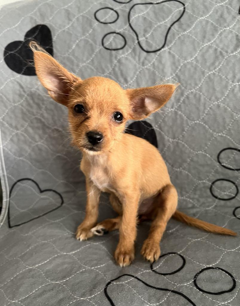 Harmony - F, a Adopted Chihuahua in Tampa, FL image 1/3