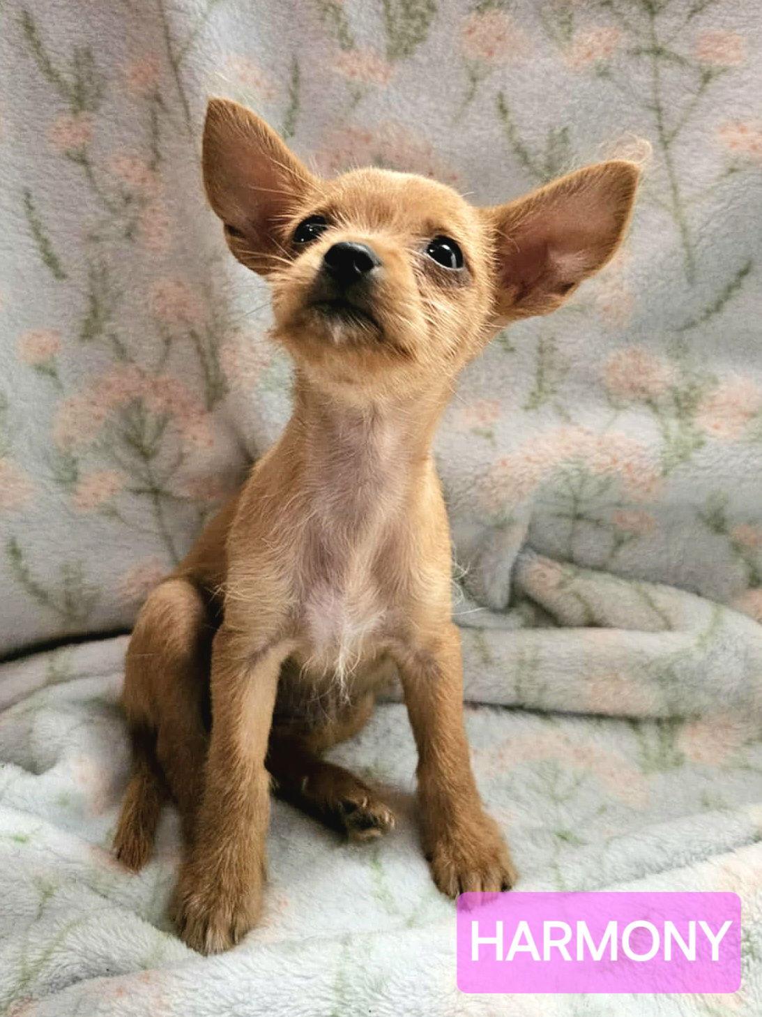 Harmony - F, a Adopted Chihuahua in Tampa, FL image 2/3