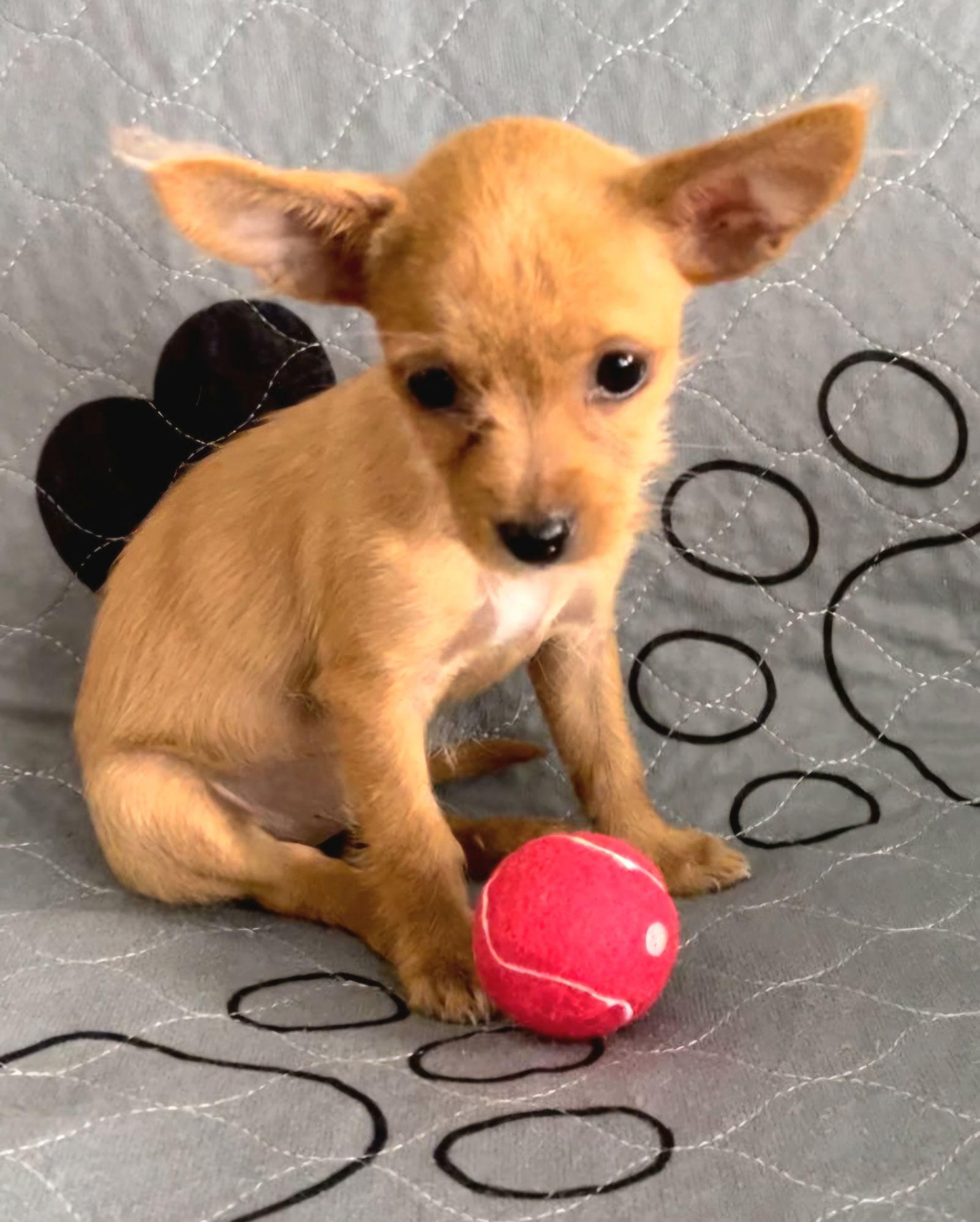 Harmony - F, a Adopted Chihuahua in Tampa, FL image 3/3