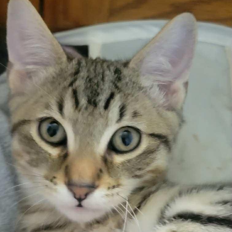 Enlarge Pistachio, a Adoptable mixed breed in Antioch, CA image 1/2