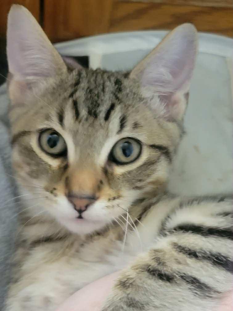 Enlarge Pistachio, a Adoptable mixed breed in Antioch, CA image 2/2