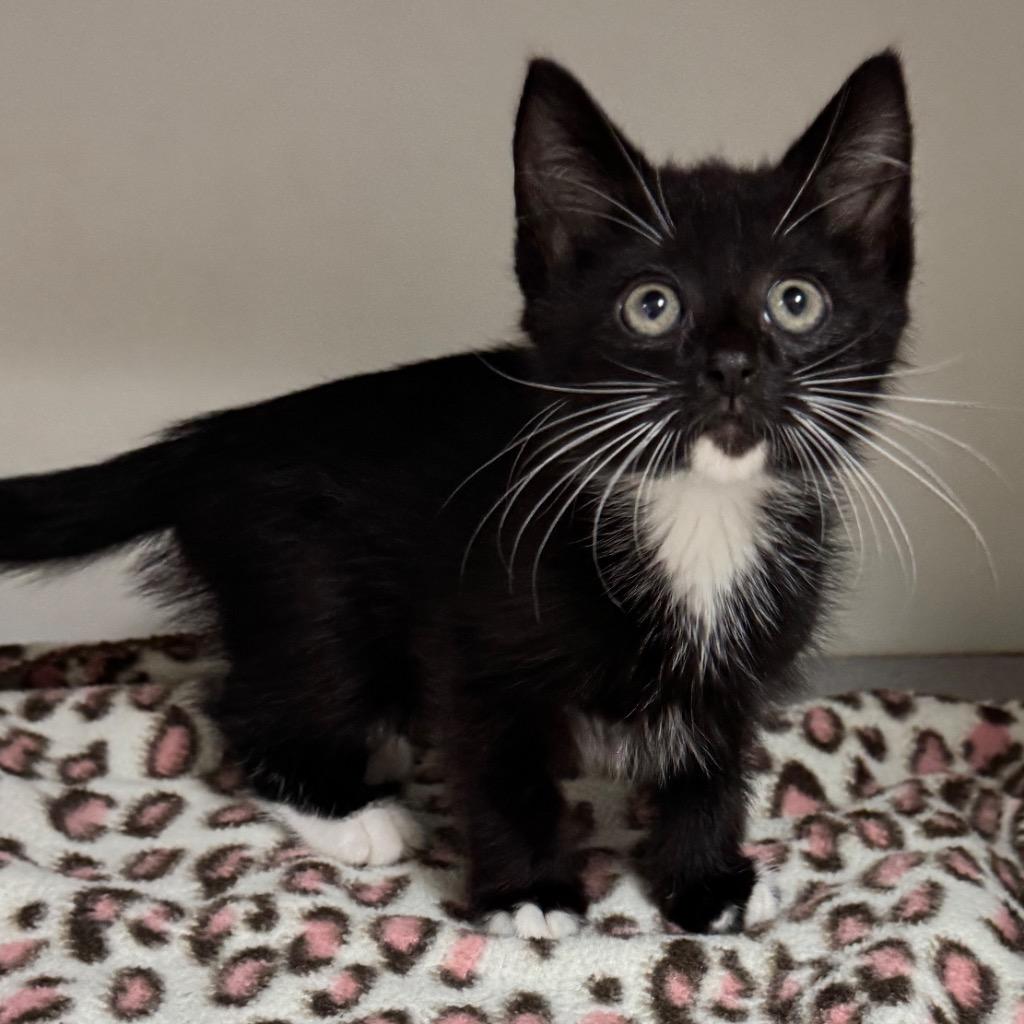 Bronco, Adoptable, Kitten Male Domestic Short Hair.