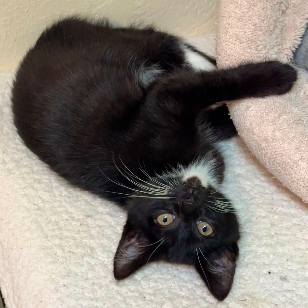 Enlarge Bronco, a Adoptable mixed breed in Cambria, CA image 2/6