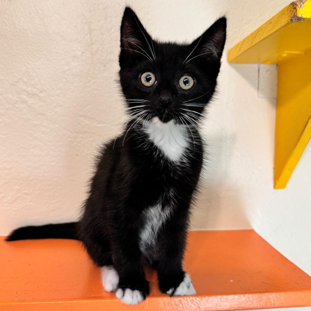 Enlarge Bronco, a Adoptable mixed breed in Cambria, CA image 4/6