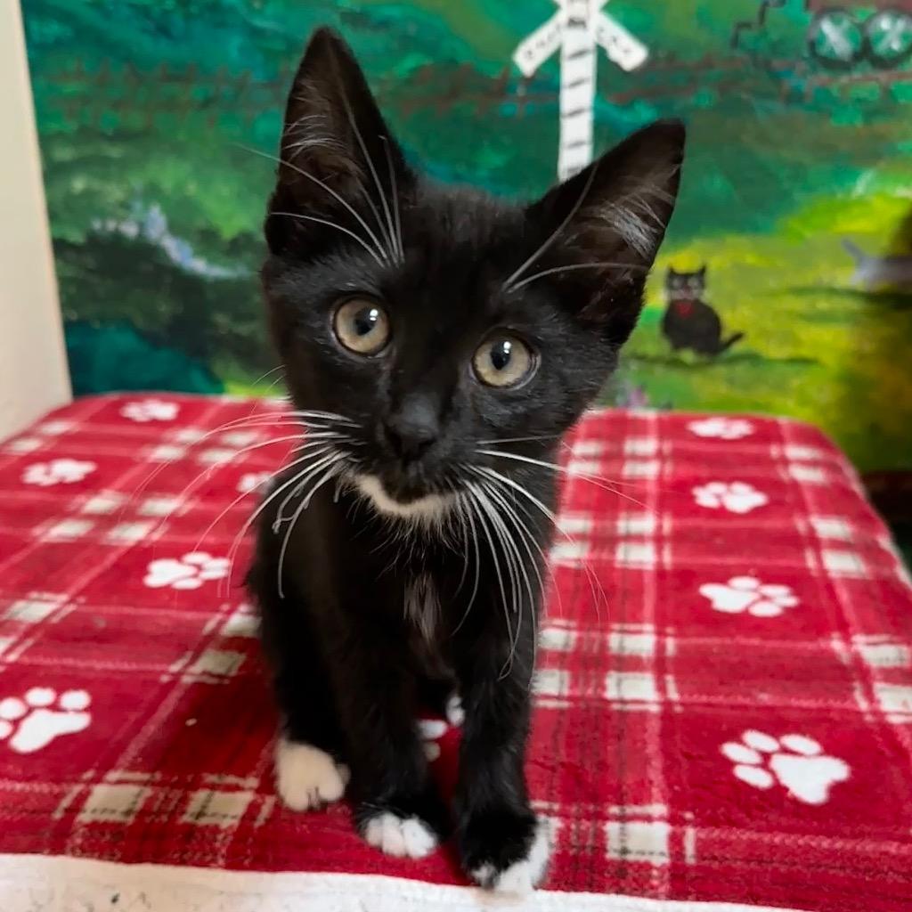 Enlarge Bronco, a Adoptable mixed breed in Cambria, CA image 5/6