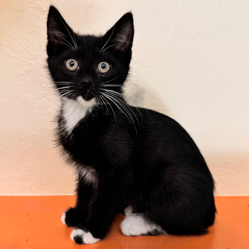 Enlarge Bronco, a Adoptable mixed breed in Cambria, CA image 6/6