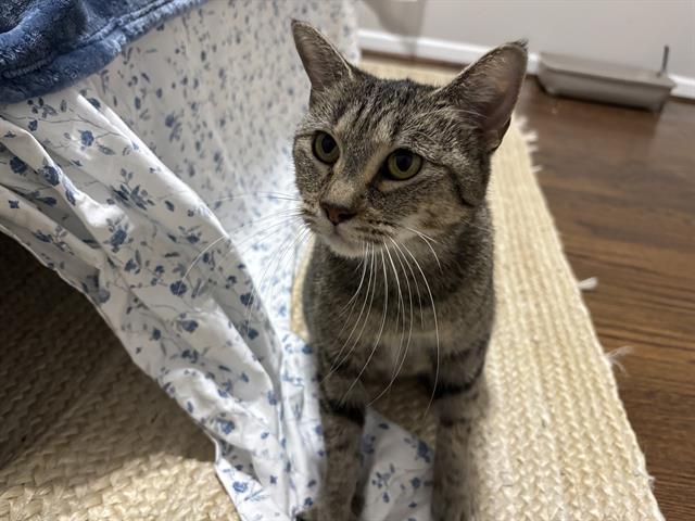 JUNIPER, Adoptable, Adult Female Domestic Short Hair.