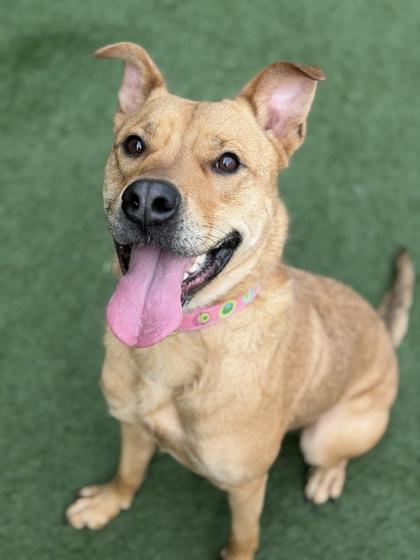 Enlarge Lady, a ADOPTABLE mixed breed in Sacramento, CA image 2/3