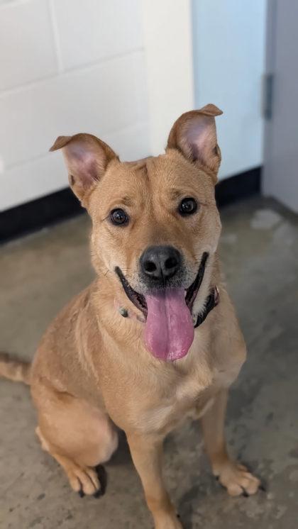 Enlarge Lady, a ADOPTABLE mixed breed in Sacramento, CA image 3/3