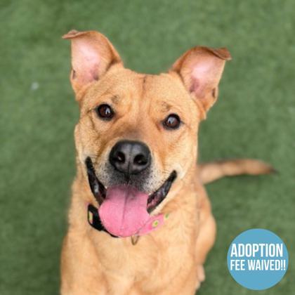 Lady, ADOPTABLE, Adult Female Pit Bull Terrier & German Shepherd Dog.