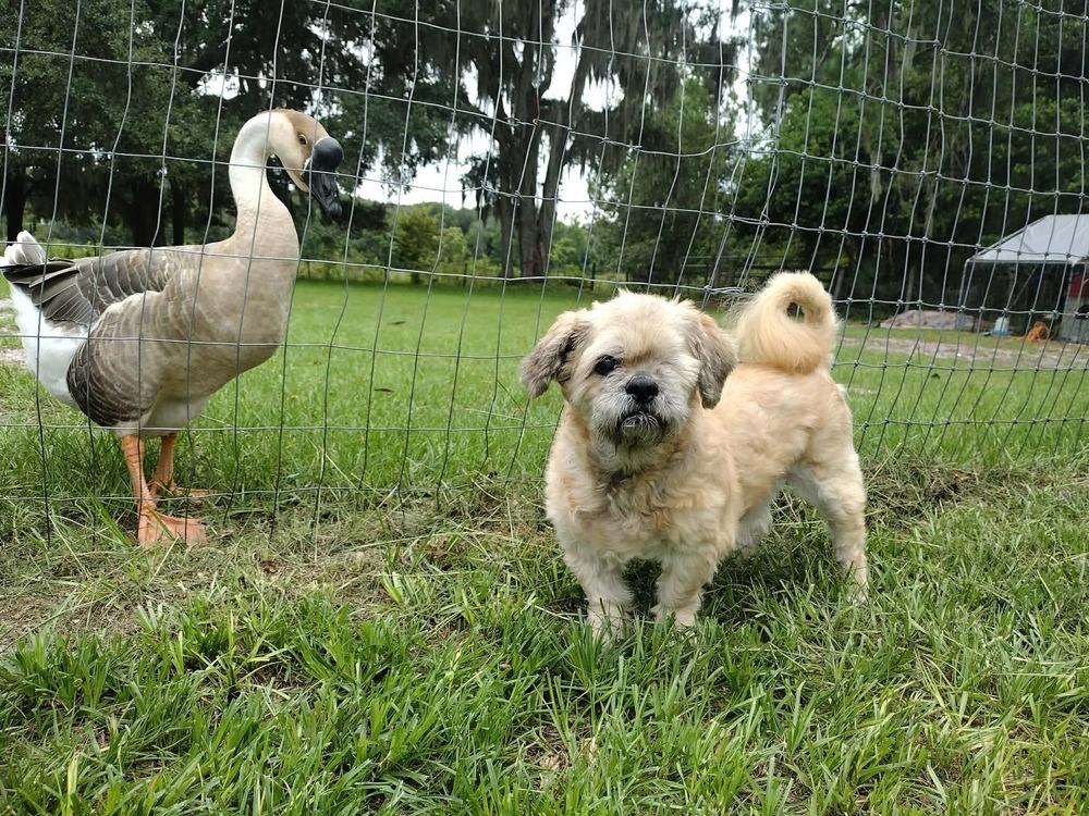 Grandpa Leo, Adoptable, Senior Male Shih Tzu.