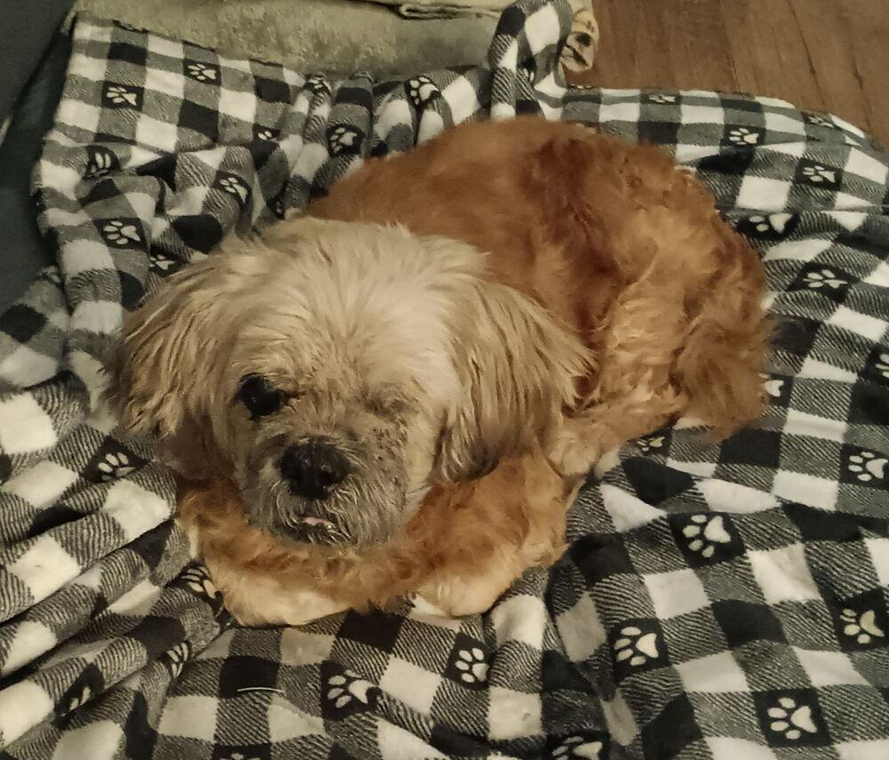 Grandpa Leo, Adoptable, Senior Male Shih Tzu.