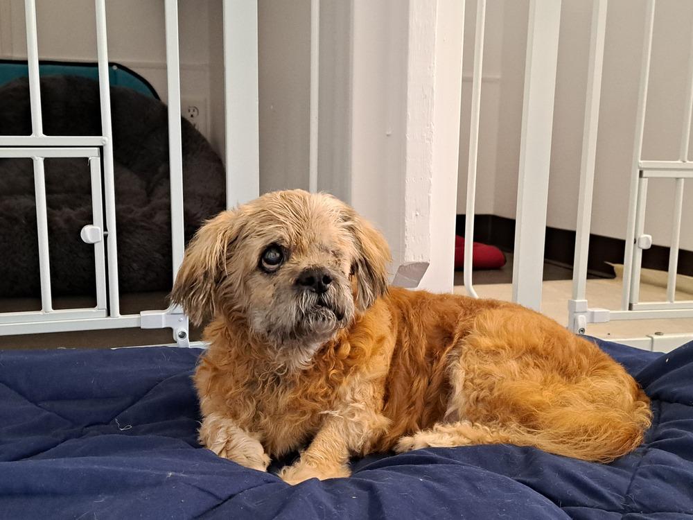 Enlarge Grandpa Leo, a Adoptable Shih Tzu in Winter Garden, FL image 2/5