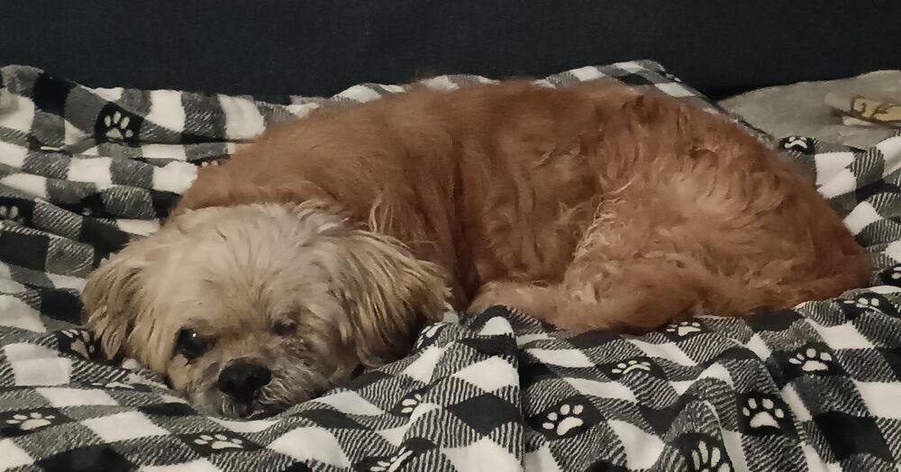 Enlarge Grandpa Leo, a Adoptable Shih Tzu in Winter Garden, FL image 5/5