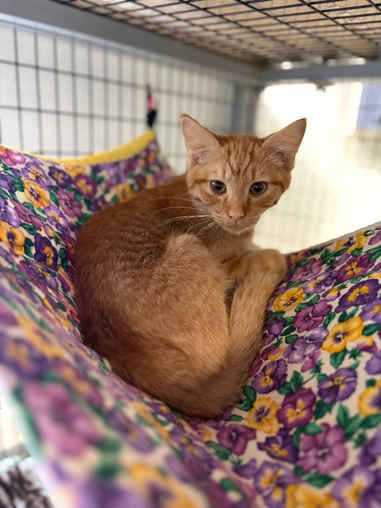 Enlarge Theodore, a Adoptable Domestic Short Hair in Lovingston, VA image 1/3