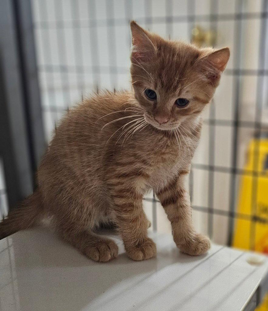 Enlarge Theodore, a Adoptable Domestic Short Hair in Lovingston, VA image 2/3