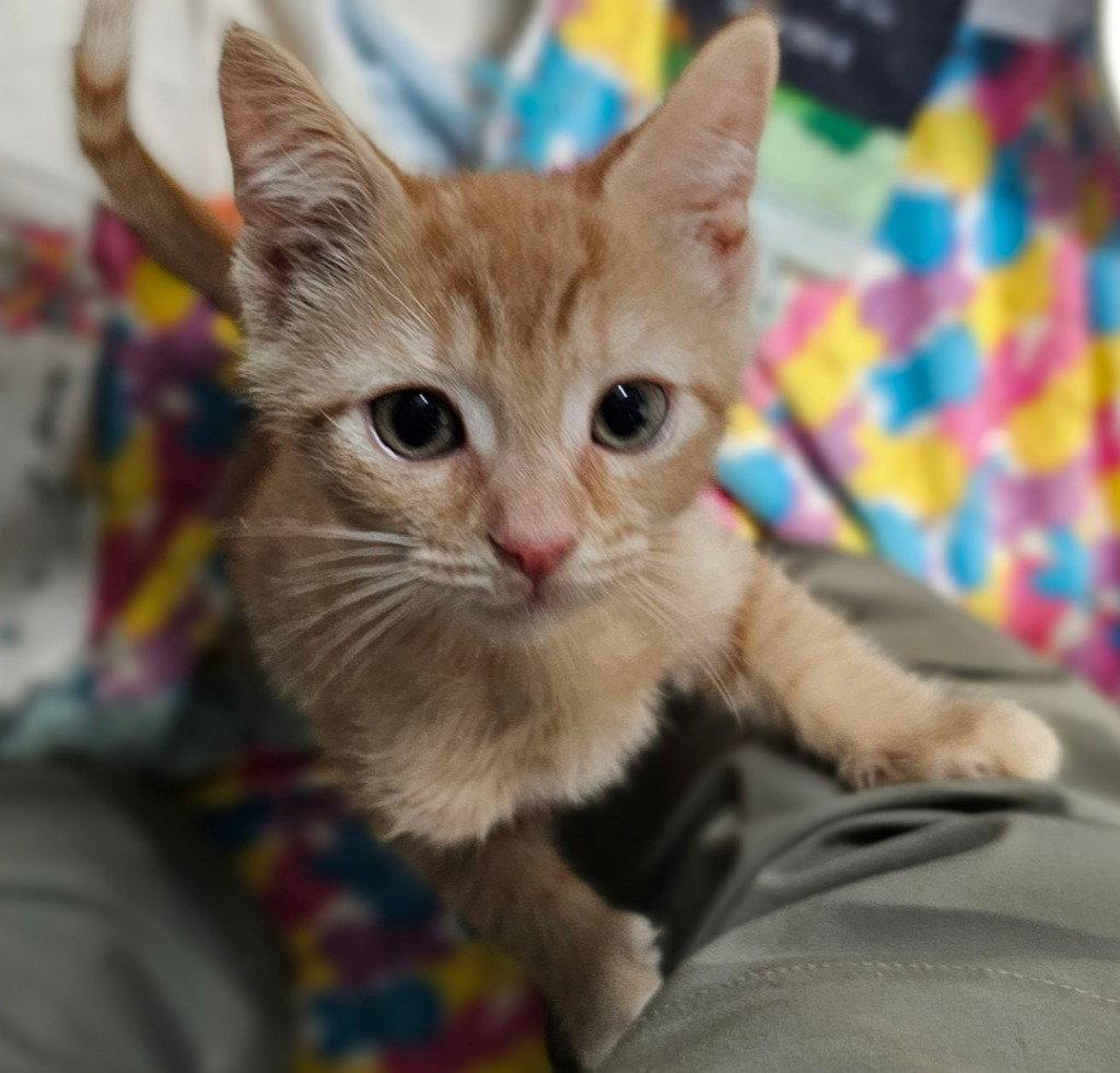 Enlarge Theodore, a Adoptable Domestic Short Hair in Lovingston, VA image 3/3