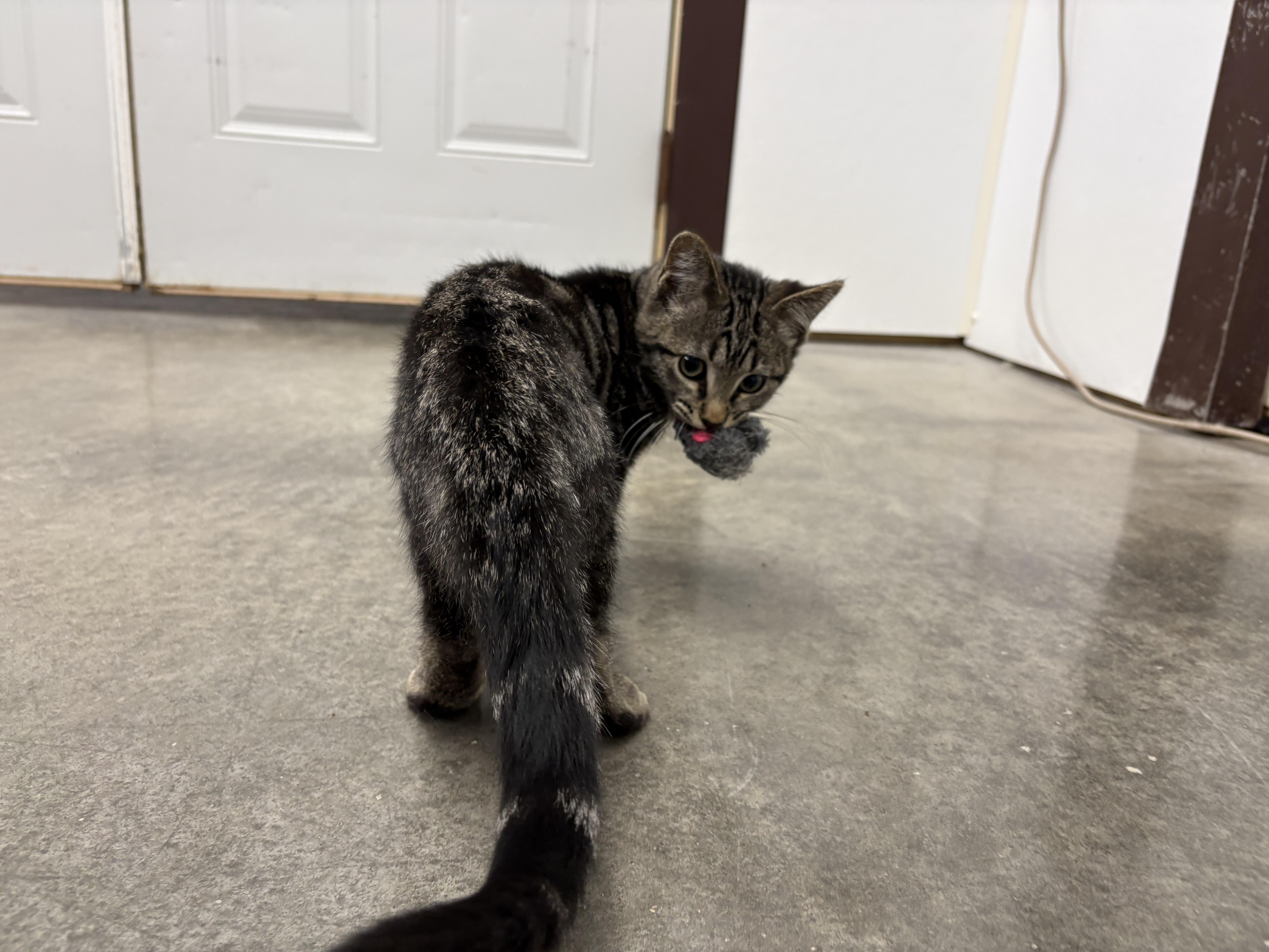 Rubble, an adopted Domestic Short Hair in Auburn, NE image 3/6