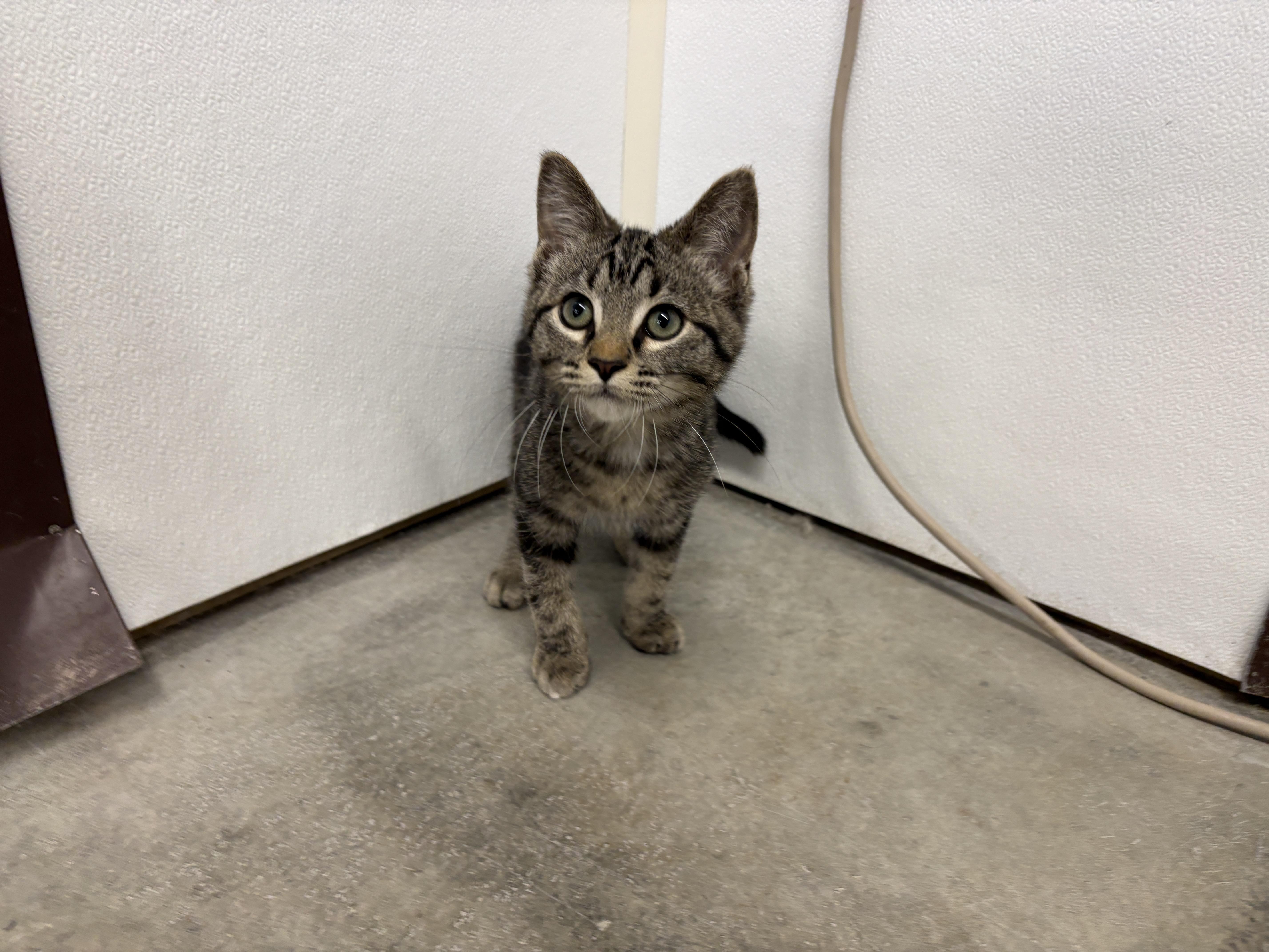 Rubble, an adopted Domestic Short Hair in Auburn, NE image 4/6